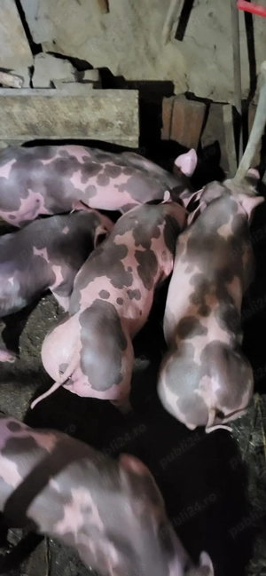 Vand purcei pietrain  - imagine 3