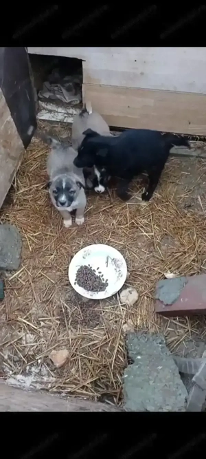 3 fetițe își caută căsuțe responsabile.