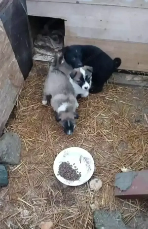 3 fetițe își caută căsuțe responsabile. - imagine 2