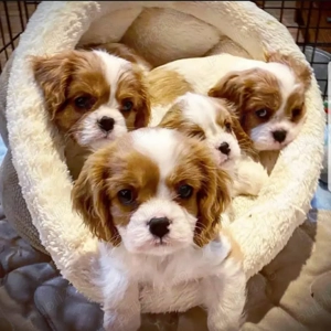 Cățeluși adorabili din rasa Cavalier King Charles 