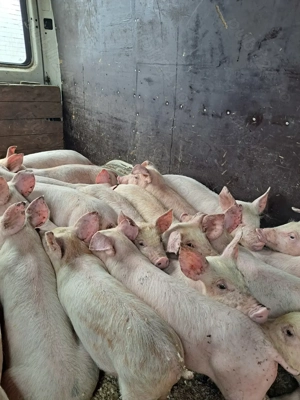 purcei rasa carne10 12 saptamani 