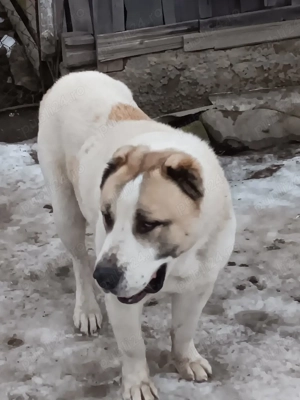 cane de asia centrala  - imagine 5