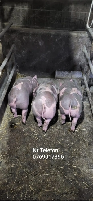 Vand purcei pietrain 