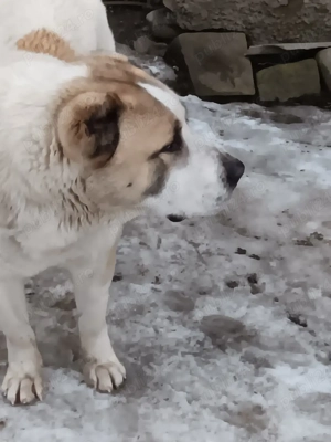 cane de asia centrala  - imagine 4