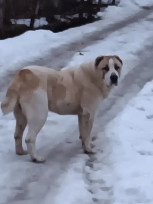 cane de asia centrala  - imagine 2