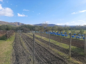 teren de vanzare - imagine 2