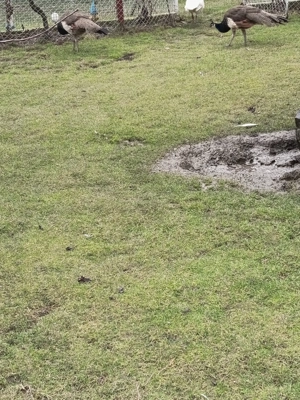 Pauni Vând doi pui de păun  - imagine 3