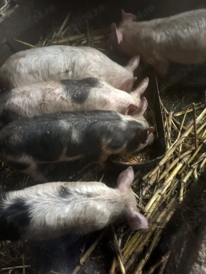 Porci pietran - imagine 4