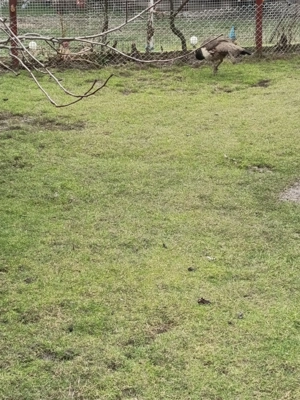 Pauni Vând doi pui de păun  - imagine 4