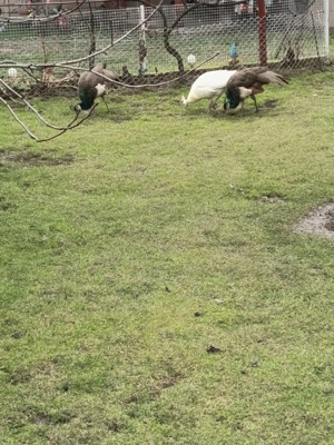 Pauni Vând doi pui de păun  - imagine 2