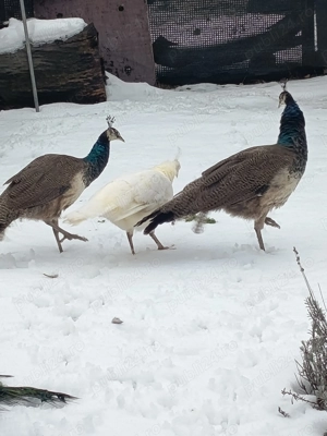 Pauni Vând doi pui de păun  - imagine 5