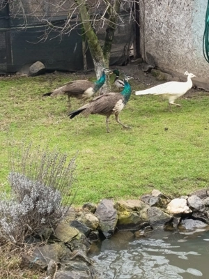 Pauni Vând doi pui de păun 