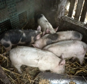 Porci pietran - imagine 2