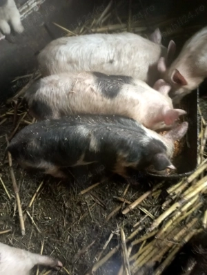 Porci pietran - imagine 3