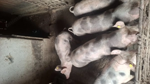 Șoldani de Vânzare 40--55 Kg. - imagine 2