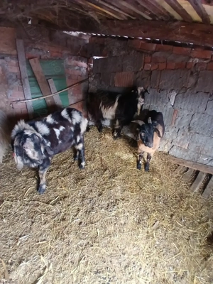 vand 4 tapi sau schimb 