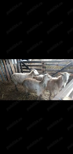 Vând 2 capre la prima și a 2fatare și un țap caprele sunt gestante  - imagine 2