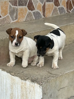Jack Russell - imagine 2