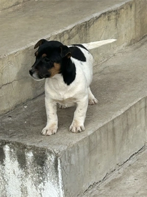 Jack Russell