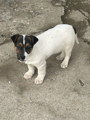 Jack Russell - imagine 4