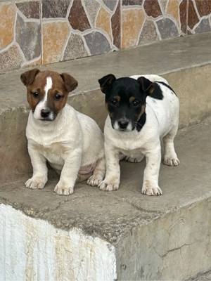 Jack Russell - imagine 3
