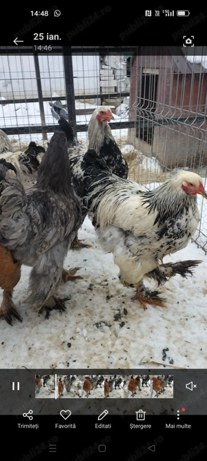 Cocoși brahma și cochinchina 