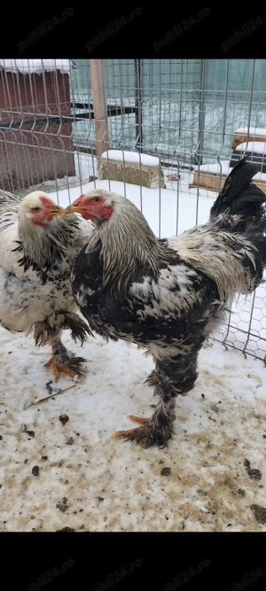 Cocoși brahma și cochinchina  - imagine 4