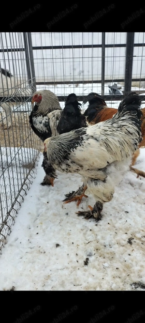 Cocoși brahma și cochinchina  - imagine 2