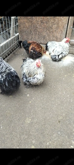 Cocoși brahma și cochinchina  - imagine 5