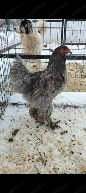 Cocoși brahma și cochinchina  - imagine 3