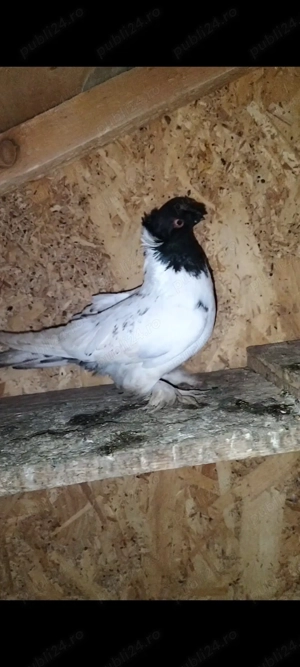 Porumbeii jdb și curcani - imagine 2