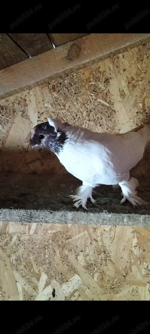 Porumbeii jdb și curcani - imagine 3