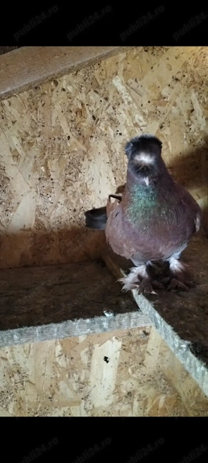 Porumbeii jdb și curcani - imagine 4