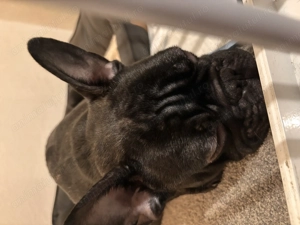 Buldog Francez 6 luni - imagine 3