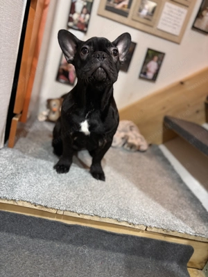 Buldog Francez 6 luni - imagine 2