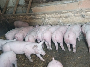 Vând Șoldănei frumoși - imagine 3