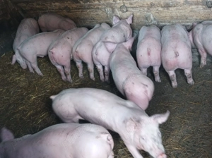 Vând Șoldănei frumoși - imagine 4