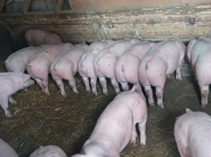 Vând Șoldănei frumoși - imagine 2