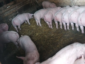 Vând Șoldănei frumoși