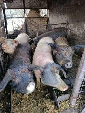 vand porcii - imagine 3