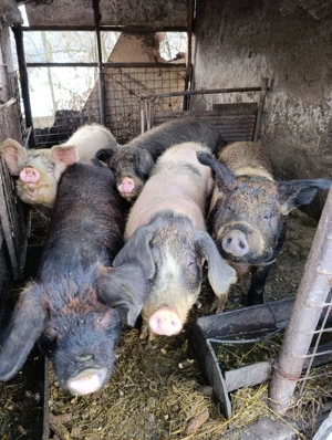 vand porcii - imagine 2