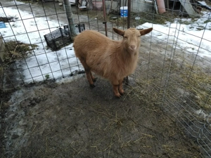 Vand o iada rosie - imagine 2