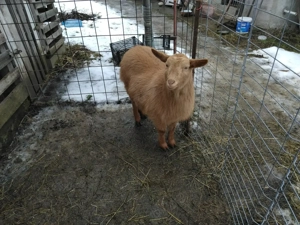 Vand o iada rosie - imagine 1