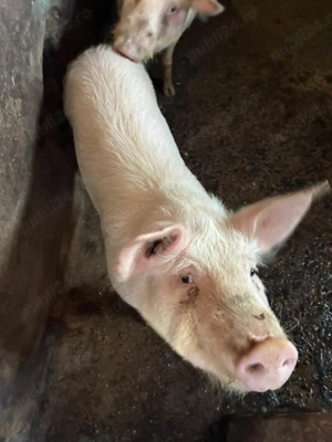 Soldani porci purcei de vanzare - imagine 3