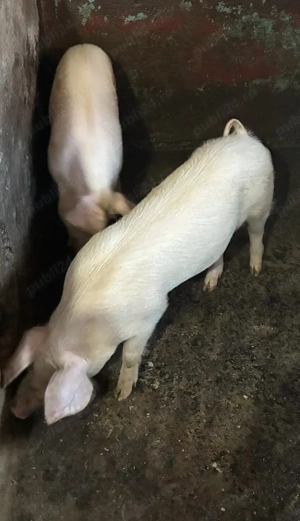 Soldani porci purcei de vanzare - imagine 2
