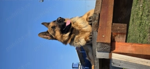 Vand ciobanesc german - imagine 3