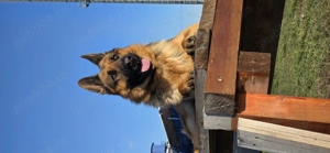 Vand ciobanesc german - imagine 2