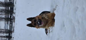 Vand ciobanesc german - imagine 4