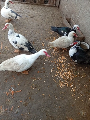 vand rate mute - imagine 2