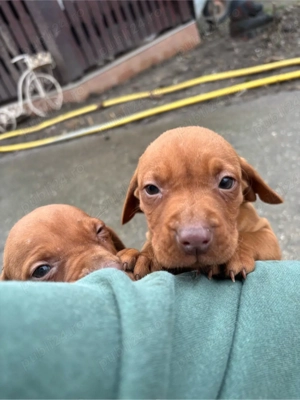 Catelusi Vizsla maghiara  - imagine 4